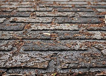 Jynes Roofing Images
